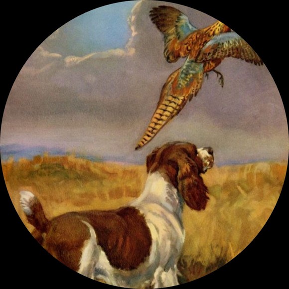theluckybirddog